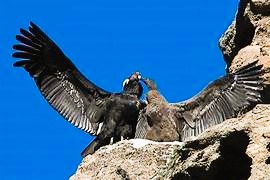 Condor Andino .jpg copia