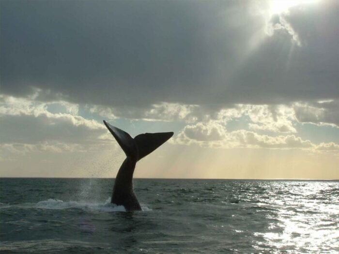 Ballenas 1